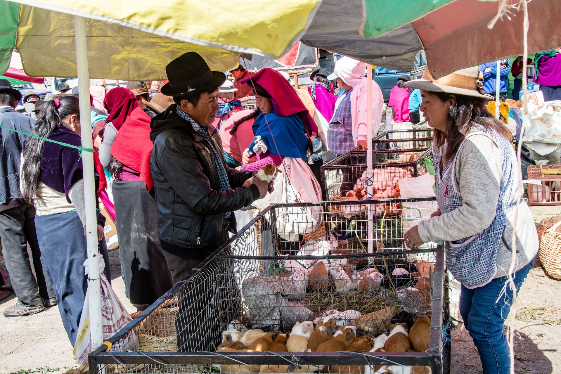 Stand selling rabbits and guinea pigs